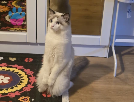 Ragdoll Erkek Kızgınlıkta Eş Arıyor