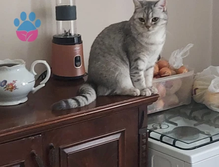 British Shorthair kızımıza eş arıyoruz