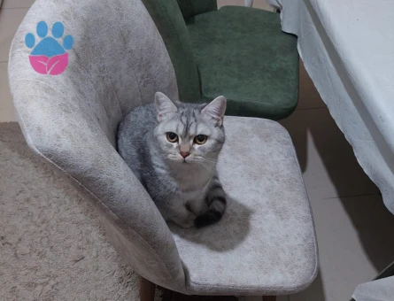 British Shorthair kızımıza eş arıyoruz