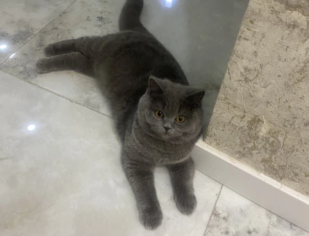 British shorthair Kızım Kızgınlıkta - 118969158