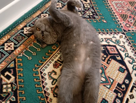 British Shorthair 1 Yaşında Eş Arıyor - 118969169