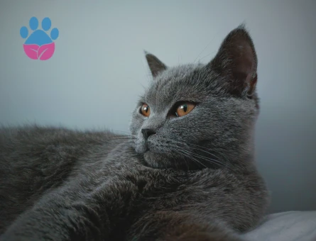 British Shorthair 1 Yaşında Eş Arıyor