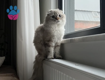 1.5 yaş scotish fold longhair erkek