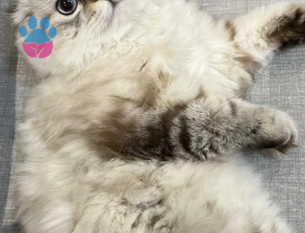 1.5 yaş scotish fold longhair erkek