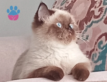 İran Kedisi Kızım Coffee Eş Arıyor