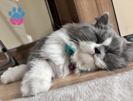 Kızıma eş arıyoruz