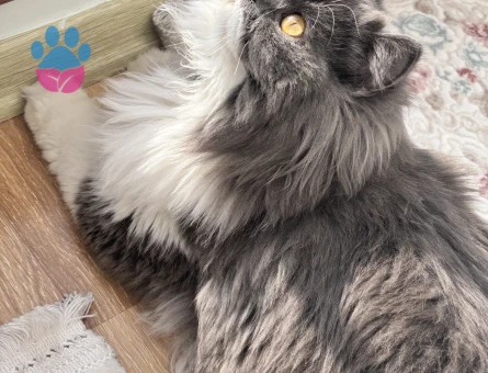 Kızıma eş arıyoruz