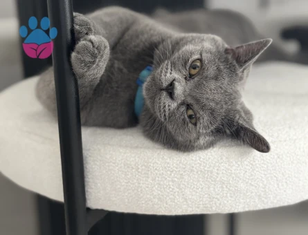 British oğluma dişi kedi arıyoruz