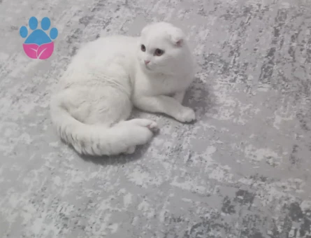 Oğlumuza eş ariyoruz