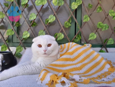 Oğlumuza eş ariyoruz