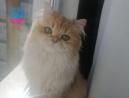 Golden Black long hair