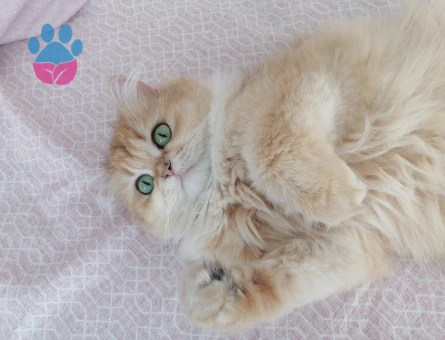 Golden Black long hair