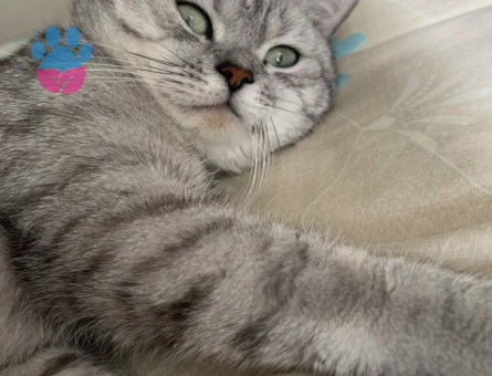 Oğluma güzel kız arıyorum