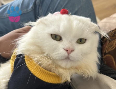 2 Yaşında Scottish Fold Eş Arıyor