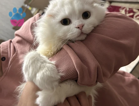 2 Yaşında Scottish Fold Eş Arıyor