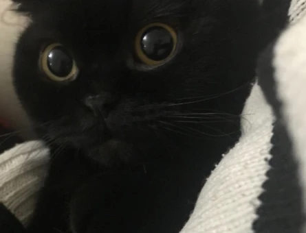 Scottish fold kızıma eş arıyorum - 118969843