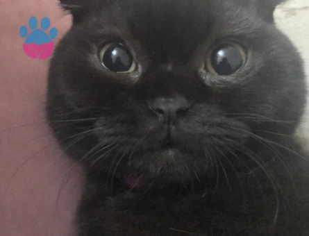 Scottish fold kızıma eş arıyorum