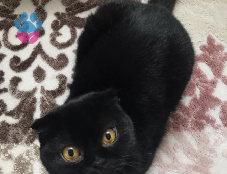 Scottish fold kızıma eş arıyorum