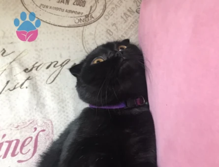 Scottish fold kızıma eş arıyorum