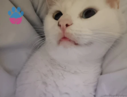 Van kedisi 2 Yaşında Eş Arıyor