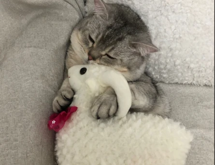British Shorthair Oğluma Eş Arıyorum - 118969848