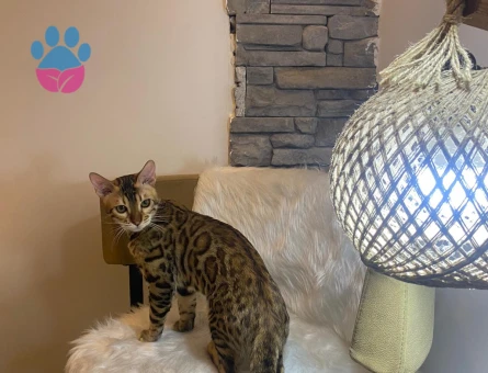 Bengal Kral Kedime Eş Arıyorum