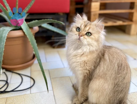 British Golden Longhair NY25 Eş Arıyor