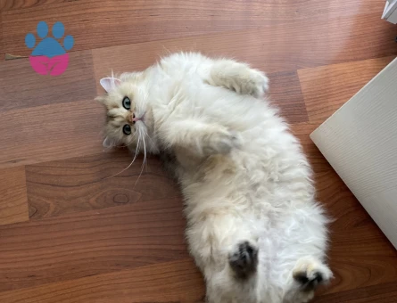 British Golden Longhair NY25 Eş Arıyor