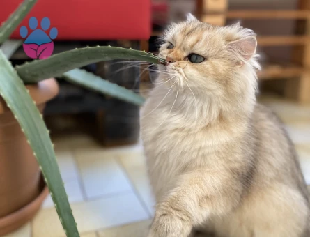 British Golden Longhair NY25 Eş Arıyor