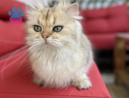 British Golden Longhair NY25 Eş Arıyor