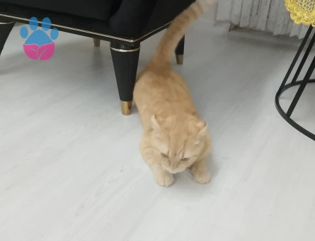 Kızımıza eş ariyoruz