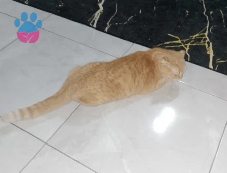 Kızımıza eş ariyoruz