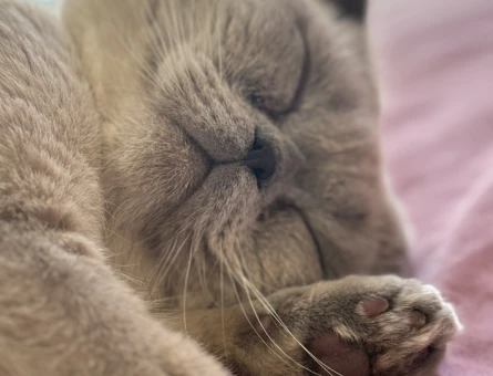 Bulut - 118978039
