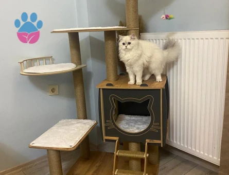 British longhair 1 Yaşında Eş Arıyor - 118984276