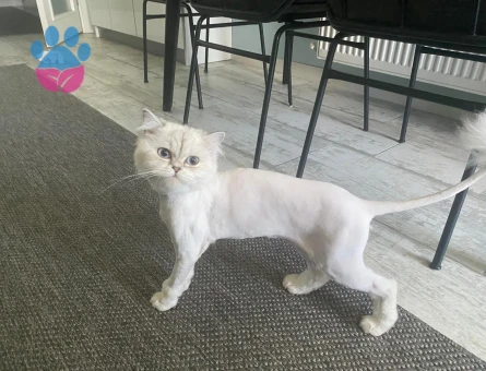British longhair 1 Yaşında Eş Arıyor