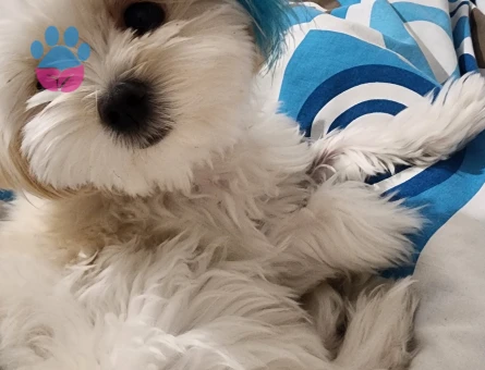 Maltipoo Oğluma Eş Arıyorum