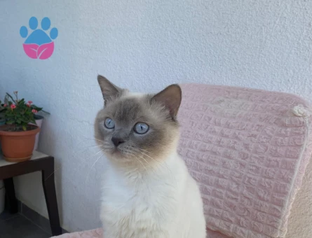 British Shorthair 1 Yaşındaki Kedim Kızgınlıkta - 118984281