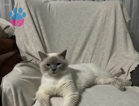 British Shorthair 1 Yaşındaki Kedim Kızgınlıkta