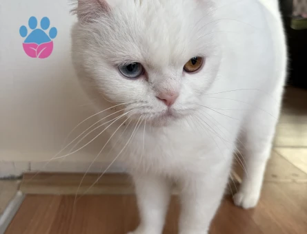 2 Yaşında British Shorthair Kızıgnlıkta