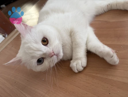 2 Yaşında British Shorthair Kızıgnlıkta - 118984282
