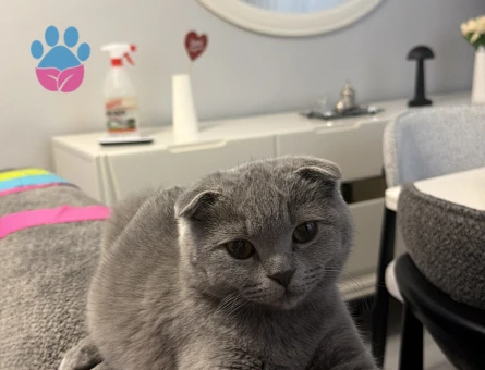Scottish Fold oğluma british eş arıyorum - 118984284