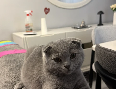 Scottish Fold oğluma british eş arıyorum - 118984284