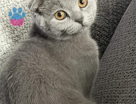 Scottish Fold oğluma british eş arıyorum