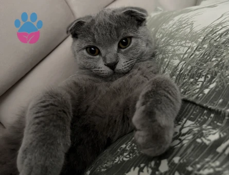 Scottish Fold oğluma british eş arıyorum