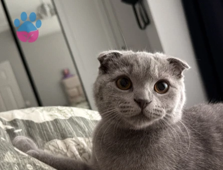 Scottish Fold oğluma british eş arıyorum