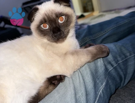 Scutich Blue point dişi kedimize eş arıyoruz