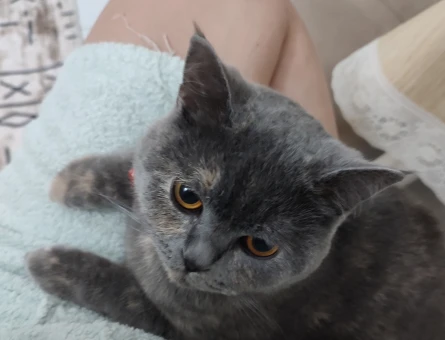 British Shorthair 1 Yaşında Eş Arıyor - 118970487