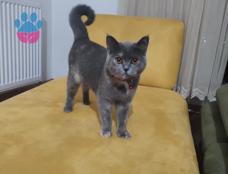 British Shorthair 1 Yaşında Eş Arıyor
