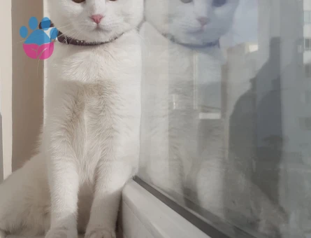 Scottish Straight Dişi Kedime Eş Arıyorum