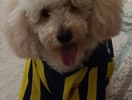 3 Yaşında Erkek Poodle Eş Arıyor - 118970507
